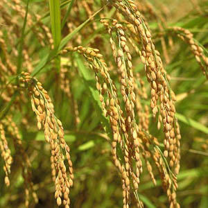  new rice . peace 5 year production domestic production rice 10 kilo musenmai 3980 jpy 