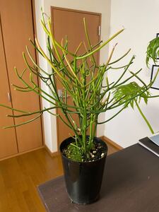 5.5寸*ユーフォルビア*ミルクブッシュ*観葉植物インテリアグリーン