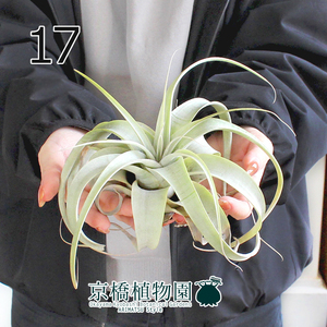 【現品】エアプランツ チランジア・キセログラフィカ（17）Tillandsia xerographica