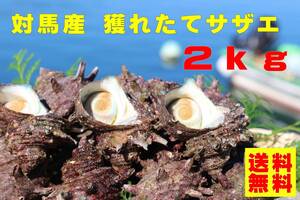 【送料無料】対馬直送!漁師の獲れたてサザエ 2 kg(混合サイズ)