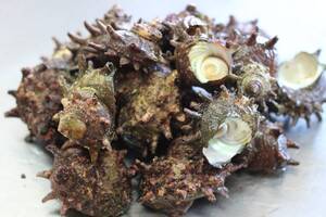 【送料無料】対馬直送!漁師の獲れたてサザエ 2 kg(大サイズ)