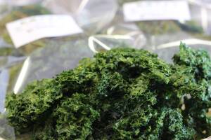 【送料込】対馬産 乾燥「あおさ」60g(20g×3P)