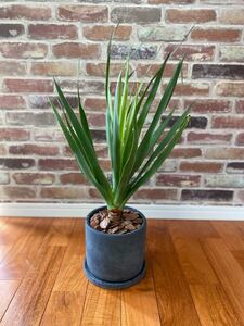 観葉植物 Dracaena draco ドラセナ・ドラコ 竜血樹 6号陶器鉢付