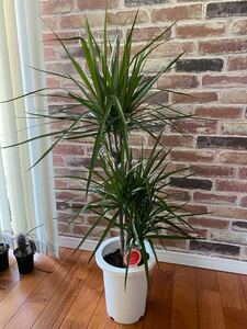 観葉植物 ドラセナ コンシンネ 7号鉢 100cm