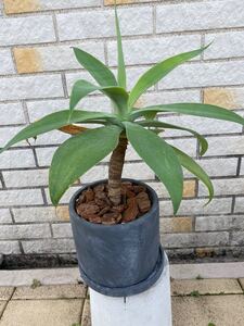 観葉植物 アガベ アテナータ 陶器鉢付 6号