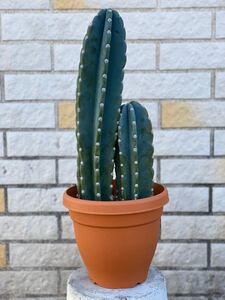 観葉植物 柱サボテン 鬼面角 2本セット