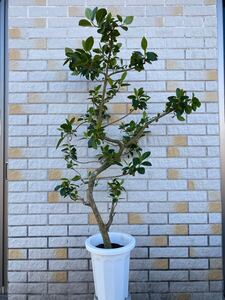 観葉植物 フランスゴムの木 幹太 曲がり フランスゴム 8号鉢 130cm