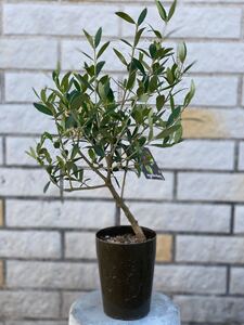 観葉植物 創樹(SOUJU) オリーブの木 3号 ネバディロブランコ 1