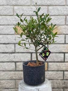 観葉植物　創樹(SOUJU) オリーブの木　陶器鉢4号　ネバディロブランコ