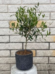観葉植物 創樹(SOUJU) オリーブの木 陶器鉢4号 ネバディロブランコ 2