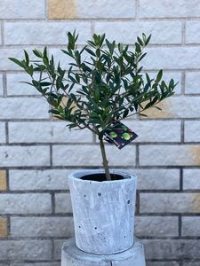観葉植物 創樹(SOUJU) オリーブの木 セメント鉢カバー付 ネバディロブランコ