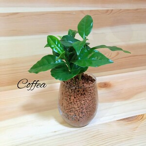 コーヒーの木 ハイドロカルチャー 観葉植物