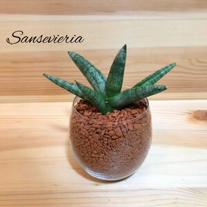 サンスベリア ボンセレンシス ハイドロカルチャー 観葉植物