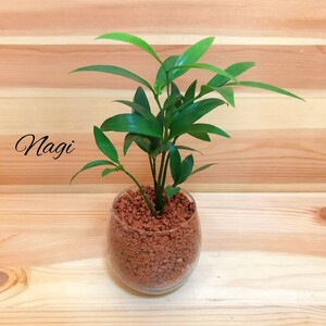 ナギ 梛 ハイドロカルチャー 観葉植物