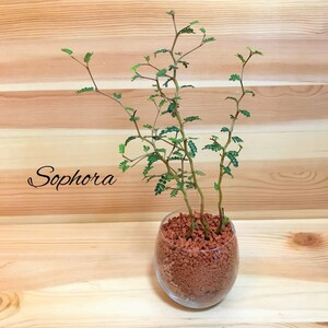 ソフォラ リトルベイビー メルヘンの木 ハイドロカルチャー 観葉植物