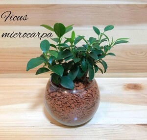 フィカス ガジュマル ハイドロカルチャー 観葉植物