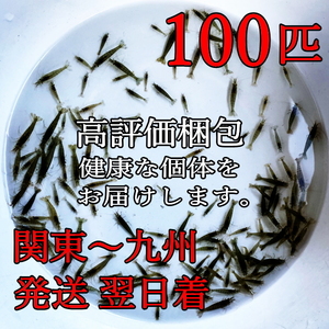 ミナミヌマエビ100匹＋α【死着補償有り】送料250円