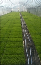 令和3年産 新米いのちの壱30kg玄米 減農薬減化学肥料 食味スコアSランク_画像3