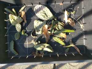 多肉植物 団扇サボテン opuntia　大型宝剣に似た海外品種　子株アウトレット