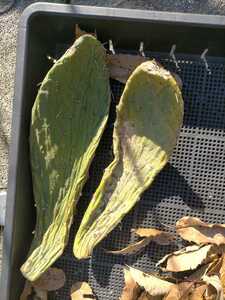 多肉植物 団扇サボテン opuntia　大型宝剣に似た海外品種