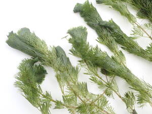 ヤフオク プラスチック ケース メダカ 金魚 水槽 池 内寸 ヤフオク プラスチック ケース メダカ 金魚 水槽 池 内寸