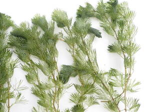 ヤフオク プラスチック ケース メダカ 金魚 水槽 池 内寸 ヤフオク プラスチック ケース メダカ 金魚 水槽 池 内寸