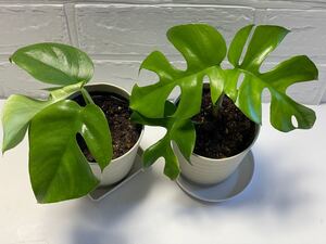 特価セット 姫モンステラ 鉢植え3寸鉢