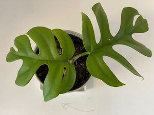 モンステラ ベルツーサ 姫モンステラ 鉢植え3寸鉢