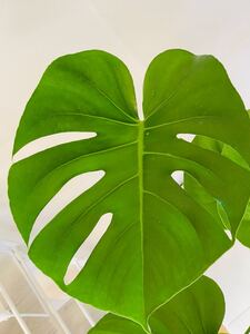 モンステラ鉢植え6寸鉢大きいです