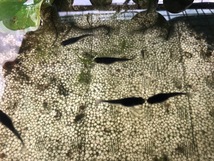 オロチメダカ　卵20個　有精卵　　浮き草10株（ドワーフアマゾンフロッグピットかオオサンショウモ）　送料無料　_画像1