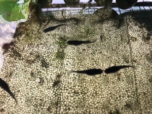 オロチメダカ　卵20個　有精卵　　浮き草10株（ドワーフアマゾンフロッグピットかオオサンショウモ）　送料無料　
