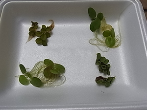 浮き草４種類 アマゾンフロッグピット　サルビニア・ククラータ　オオサンショウモ　少量出品　送料無料