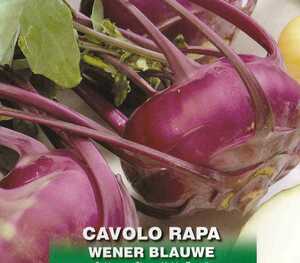 紫コールラビの種子 30粒 WENER BLAUWE【2023.6】赤紫色 PURPLE VIENNA コールラビー 生でも茹でても美味しい！