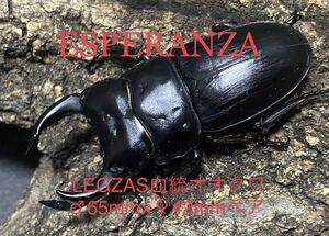 【ESPERANZA】 ⑥ LEGZAS 血統　阿古谷産　極太オオクワガタ 新成虫、未使用、後食済、♂65mm♀42mm PA 2頭の出品です。