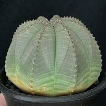 ユーフォルビア オベサ 6/Euphorbia Obesa 観葉植物 多肉植物 珍奇植物 ビザールプランツ_画像3