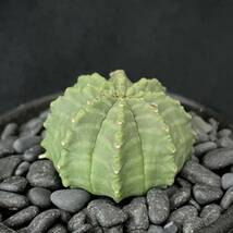 ユーフォルビア メロフォルミス/Euphorbia meloformis 観葉植物 多肉植物 珍奇植物 ビザールプランツ_画像6