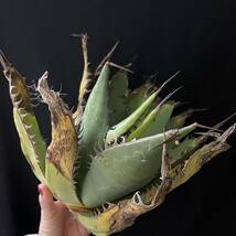 アガベ シャウイー 17/Agave Shawii 観葉植物 多肉植物 珍奇植物 ビザールプランツ_画像1