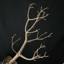 オトンナ アルブスクラ 9/Othonna Arbuscula 観葉植物 珍奇植物 塊根植物 多肉植物 ビザールプランツ_画像3