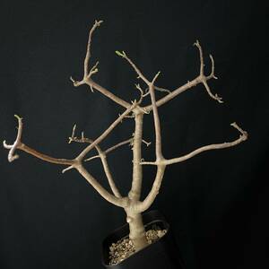 オトンナ アルブスクラ 10/Othonna Arbuscula 観葉植物 珍奇植物 塊根植物 多肉植物 ビザールプランツ