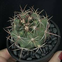 フェロカクタス 竜眼/Ferocactus viridescens v. orcuttii 観葉植物 多肉植物 珍奇植物 ビザールプランツ_画像2