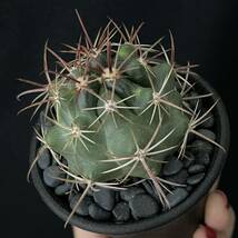 フェロカクタス 竜眼/Ferocactus viridescens v. orcuttii 観葉植物 多肉植物 珍奇植物 ビザールプランツ_画像9