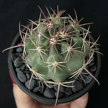 フェロカクタス 竜眼/Ferocactus viridescens v. orcuttii 観葉植物 多肉植物 珍奇植物 ビザールプランツ_画像7