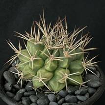 ギムノカリキウム 波光竜 ハイブリッド/Gymnocalycium schickendantzii Hybr 観葉植物 多肉植物 珍奇植物 ビザールプランツ_画像6