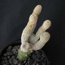 アウストロキリンドロオプンチア ニグロの手/Austrocylindropuntia clavarioides 観葉植物 多肉植物 珍奇植物 ビザールプランツ_画像3