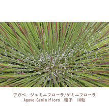 多肉植物 種子 種 アガベ ジェミニフローラ/ゲミニフローラ Agave Geminiflora 王妃乱れ雪 ツルボラン科 リュウゼツラン属 種子10粒_画像3