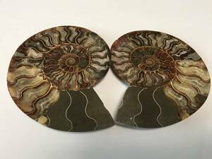 * gem. sama . Anne mo Night. fossil half cut pair * genuine article. fossil 