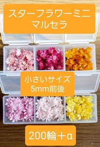 スターフラワーミニ マルセラ 小さいサイズ 5mm前後 200輪以上 ケース入り ハーバリウム 花材 レジン封入 ハンドメイド