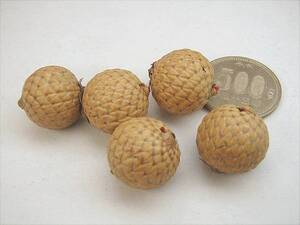 ♪100円~【壽】直径18mm天然珍品超大粒インド垂迹菩提原実根付 ●落札1粒