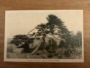 ■送料無料■ 塩原太助翁 馬つなぎ松 白黒写真 絵葉書 古葉書 エンタイア 古写真 印刷物 風景 /くNAら/EE-5237