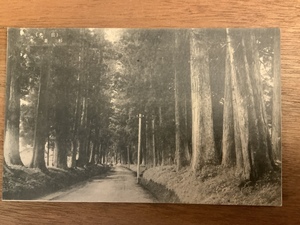 ■送料無料■ 日光 杉並木 栃木県 絵葉書 葉書 エンタイア 写真 印刷物 風景 /くNAら/EE-6823